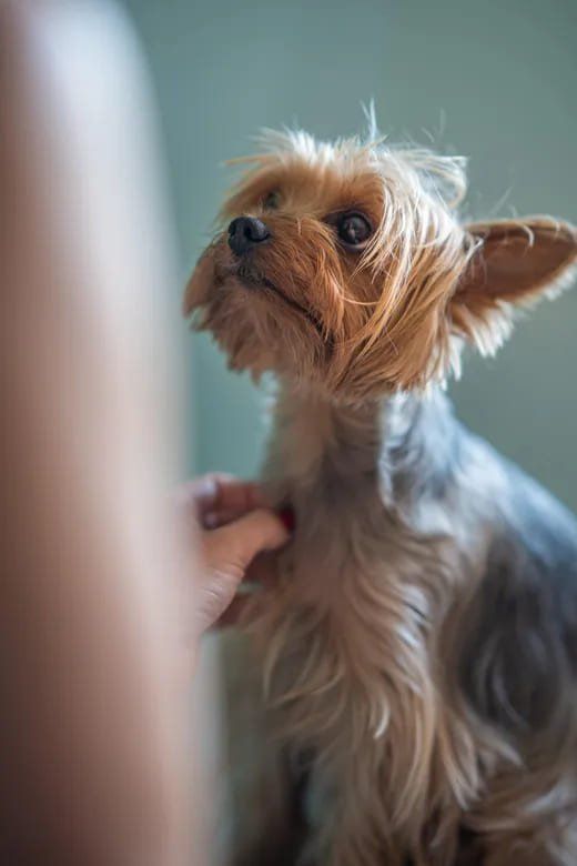 Best flea medication for best sale small dogs